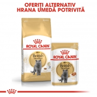 Royal Canin British Shorthair Adult, plic hrană umedă pisici, (în sos), 85g