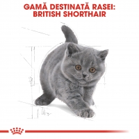 Royal Canin British Shorthair Kitten, pachet economic hrană uscată pisici junior, 10kg x 2