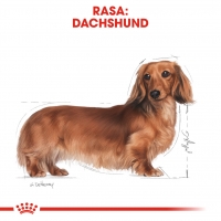 Royal Canin Dachshund Adult, hrană uscată câini Teckel, 1.5kg