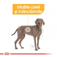 Royal Canin Maxi Dermacomfort, pachet economic hrană uscată câini, prevenirea iritațiilor pielii, 10kg x 2