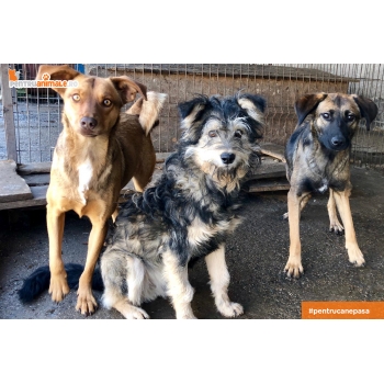 Doneaza 1Kg de Hrana catre Rescue Rehabilitate Rehome si Prietenii Animalelor/Help feed a shelter dog. Details below. pentruanimale