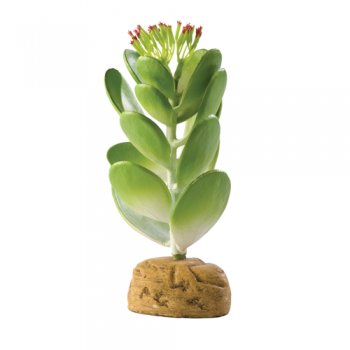 Jade Cactus imagine